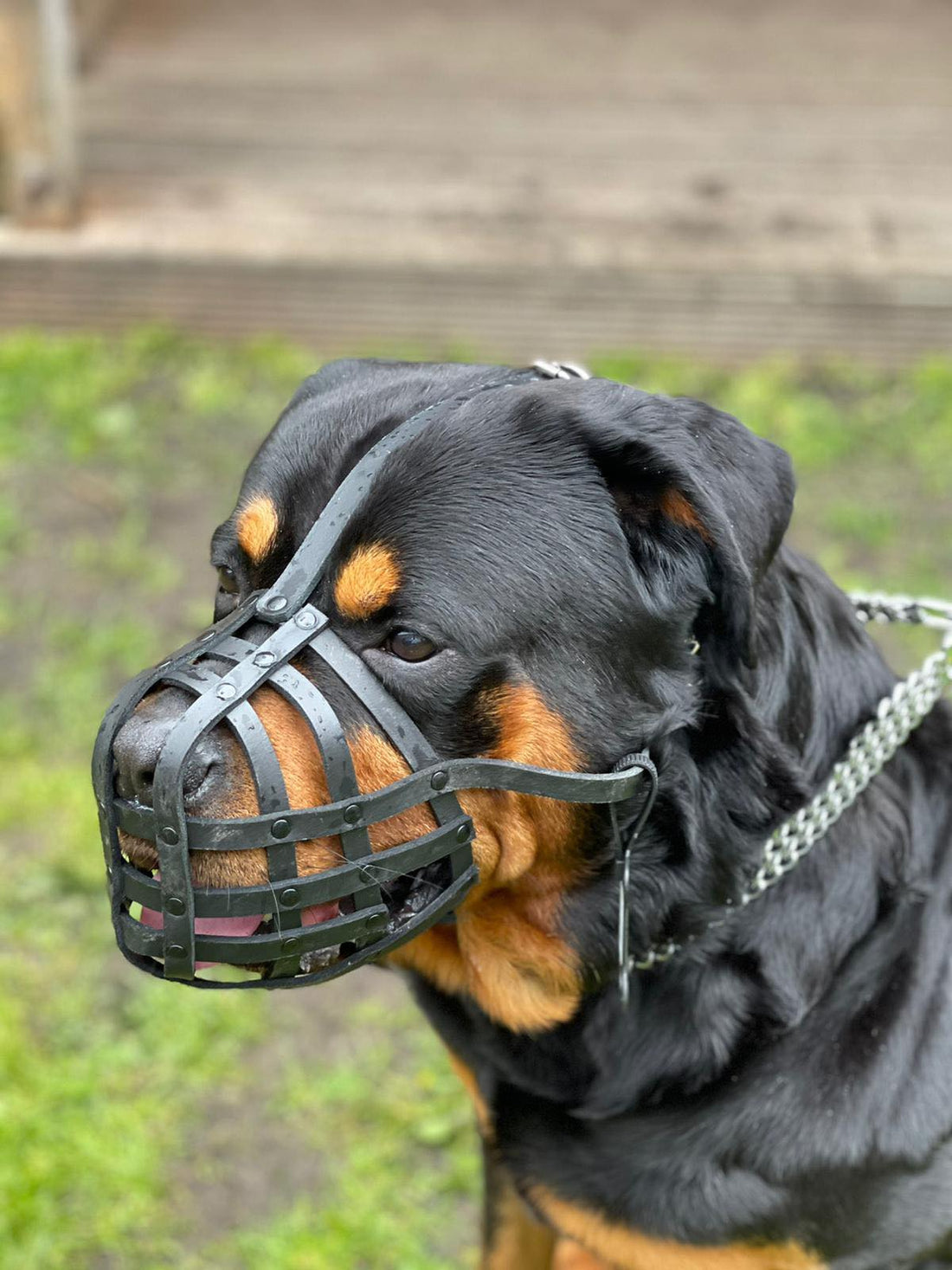 Why Leather Dog Muzzles Are the Secret to a Happier, Safer Pup