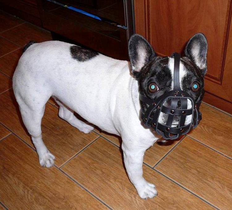 leather dog muzzle