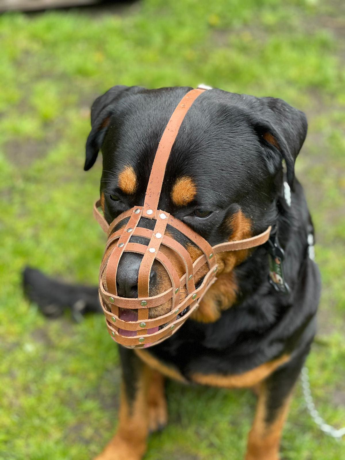 leather dog muzzle