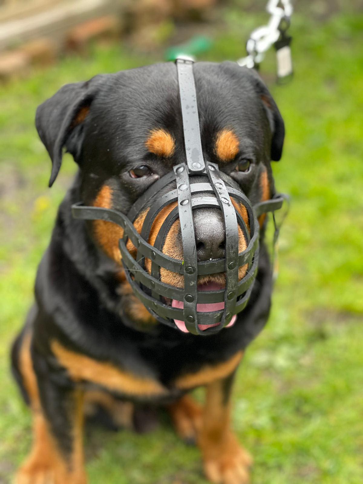 leather dog muzzle
