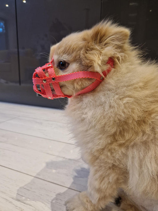 nylon dog muzzle