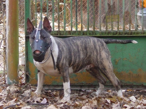 leather dog muzzle