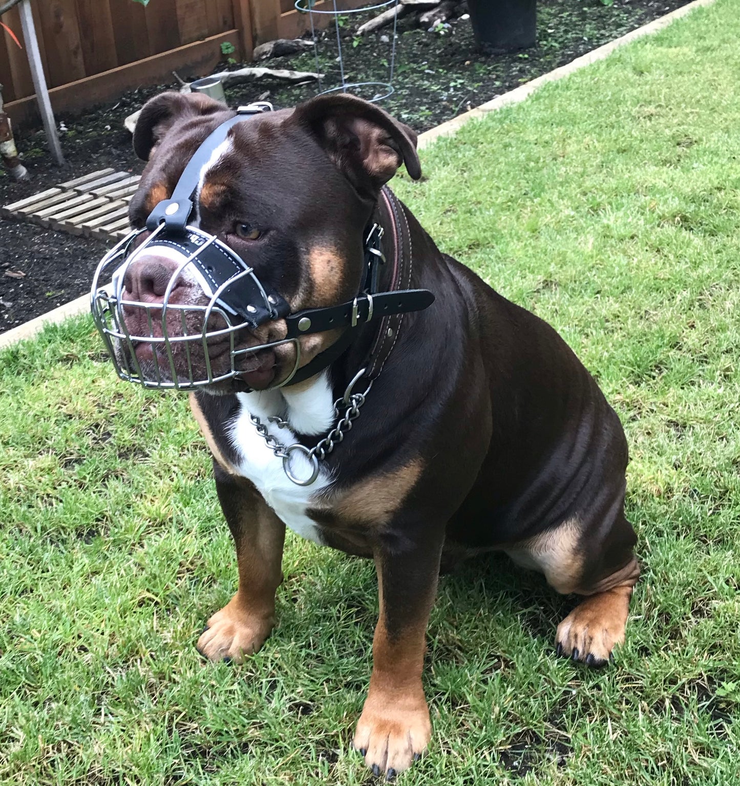 Strong Metal Wire Basket Dog Muzzle for Boxer, Other dogs with short snout