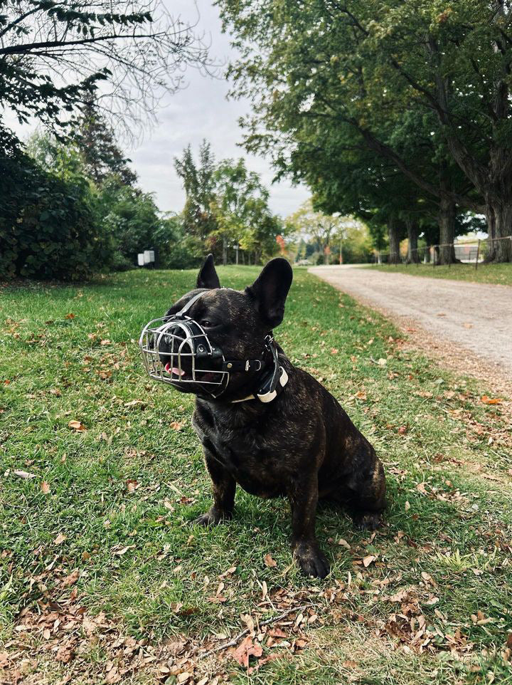 Black Leather Metal Muzzle