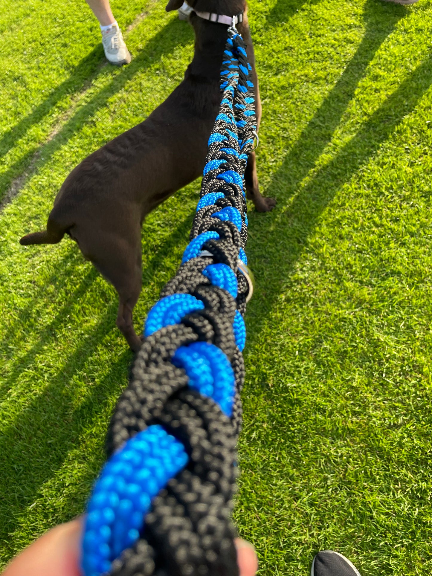 plaited dog lead