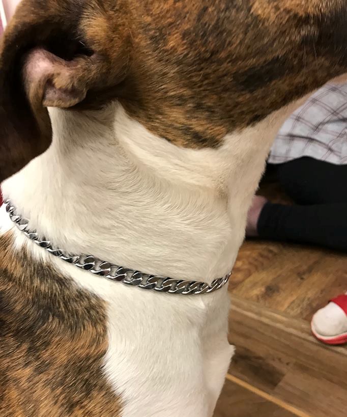 metal dog collar