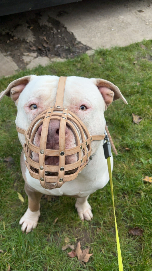 leather dog muzzle