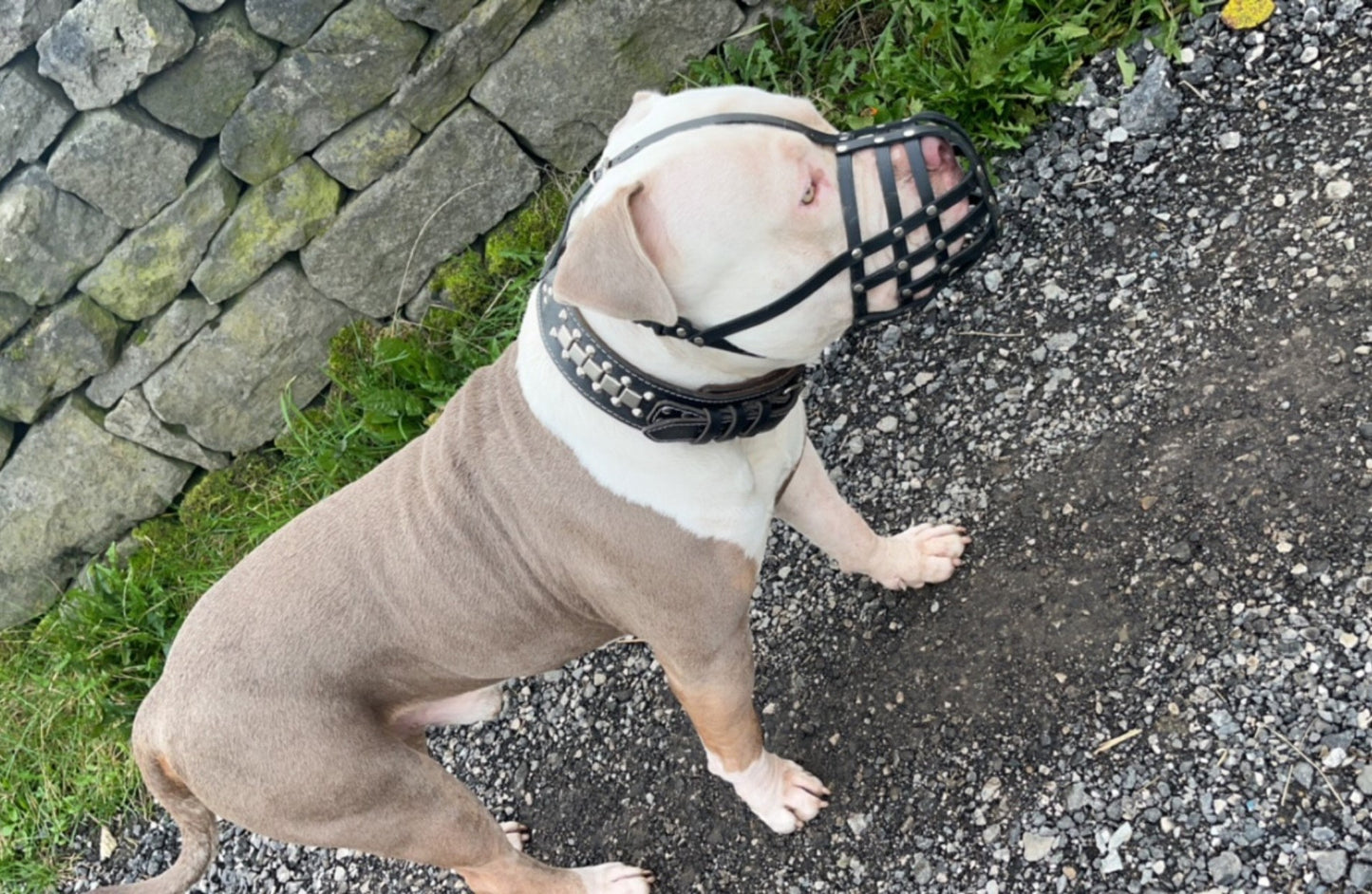 leather dog muzzle
