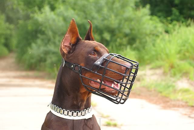 metal dog muzzle