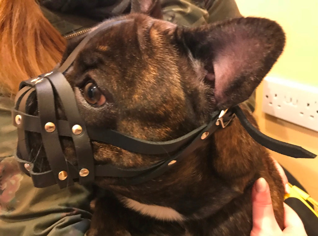 leather dog muzzle