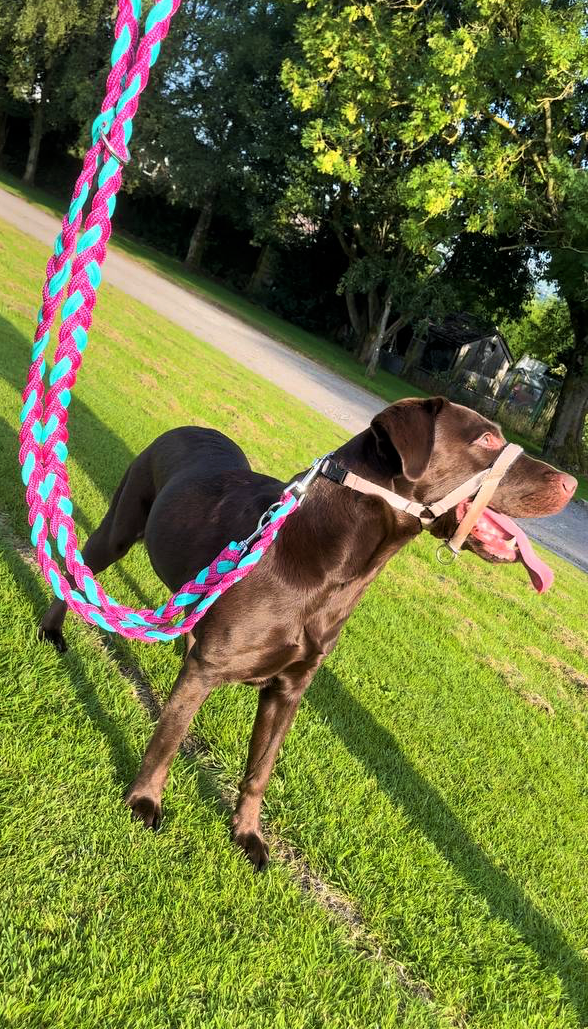 plaited dog lead
