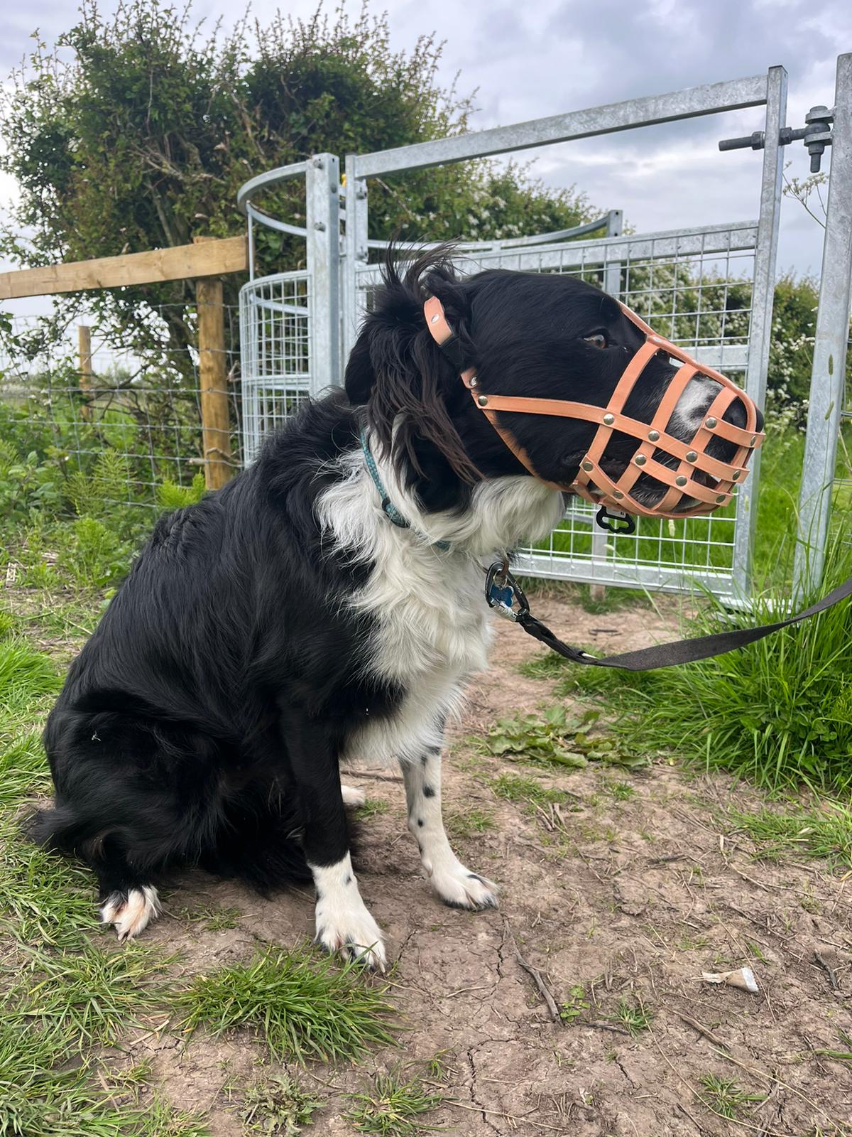 leather dog muzzle