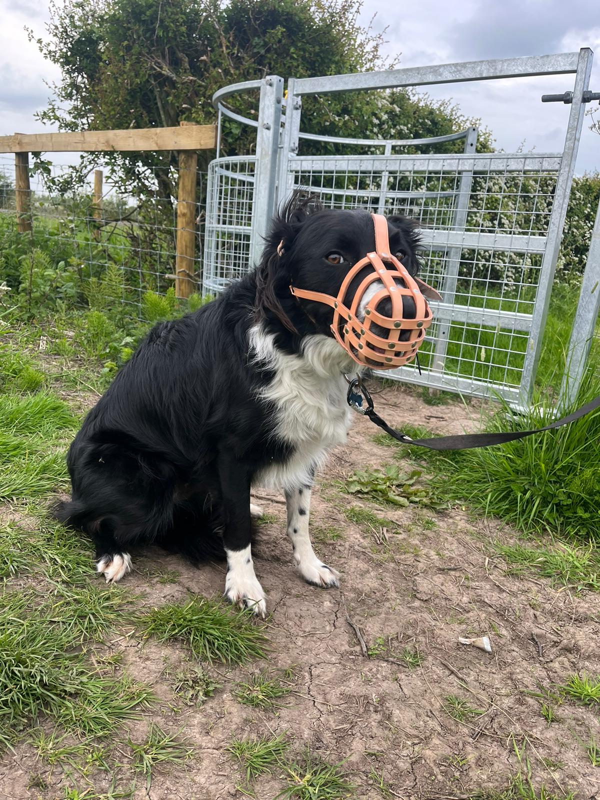 leather dog muzzle