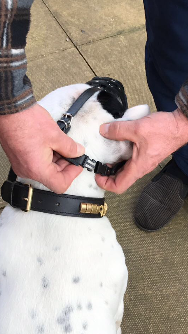 leather dog muzzle