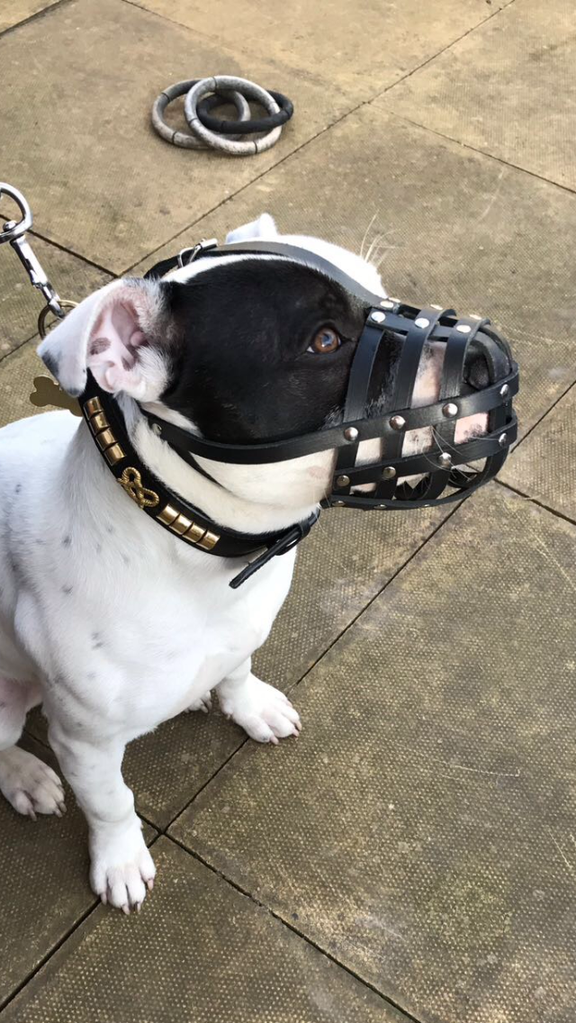 leather dog muzzle