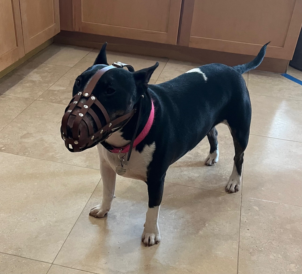 leather dog muzzle