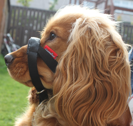 all in one head collar