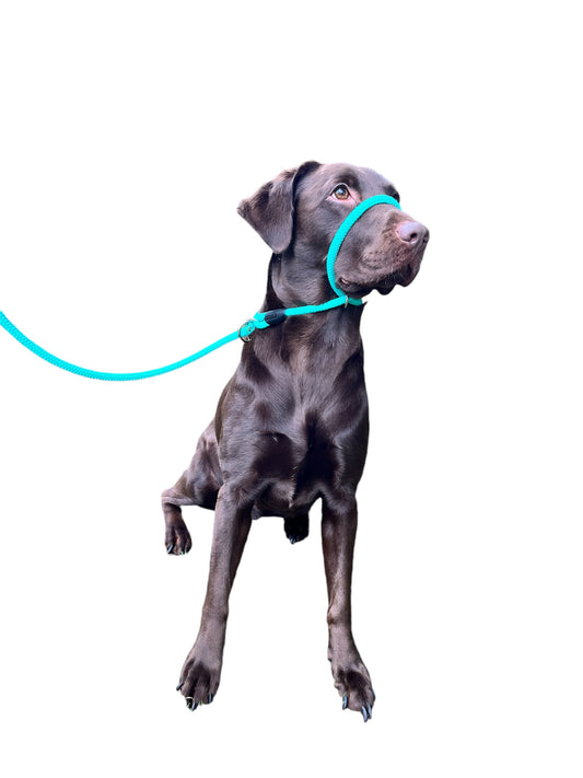 all in one head collar