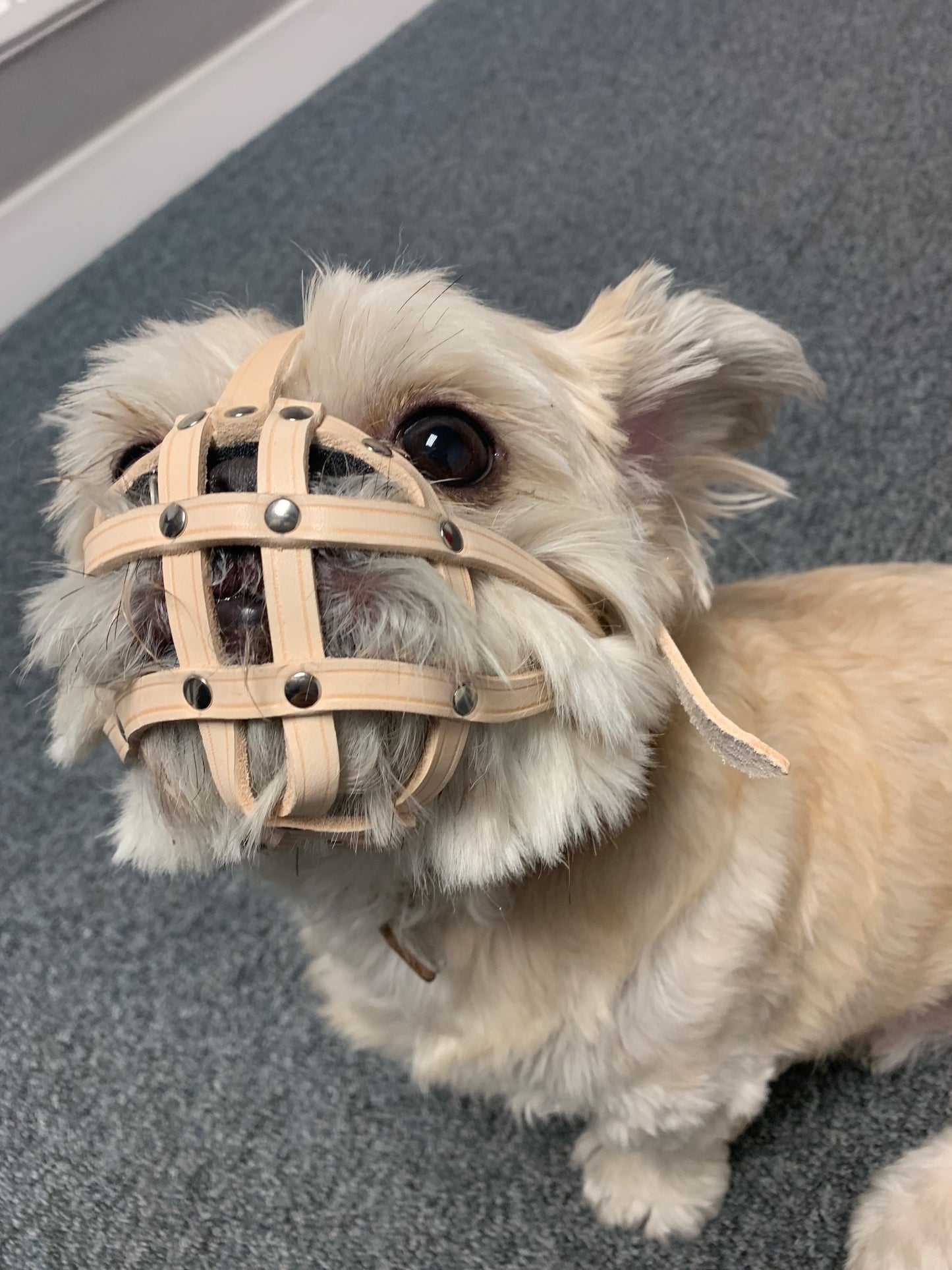 Natural Leather Dog Muzzle