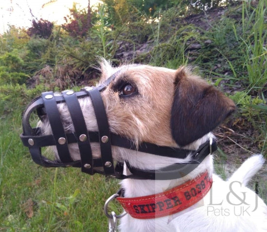 leather dog lead
