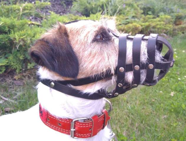 leather dog lead
