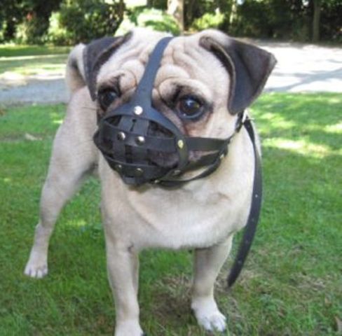 leather dog muzzle