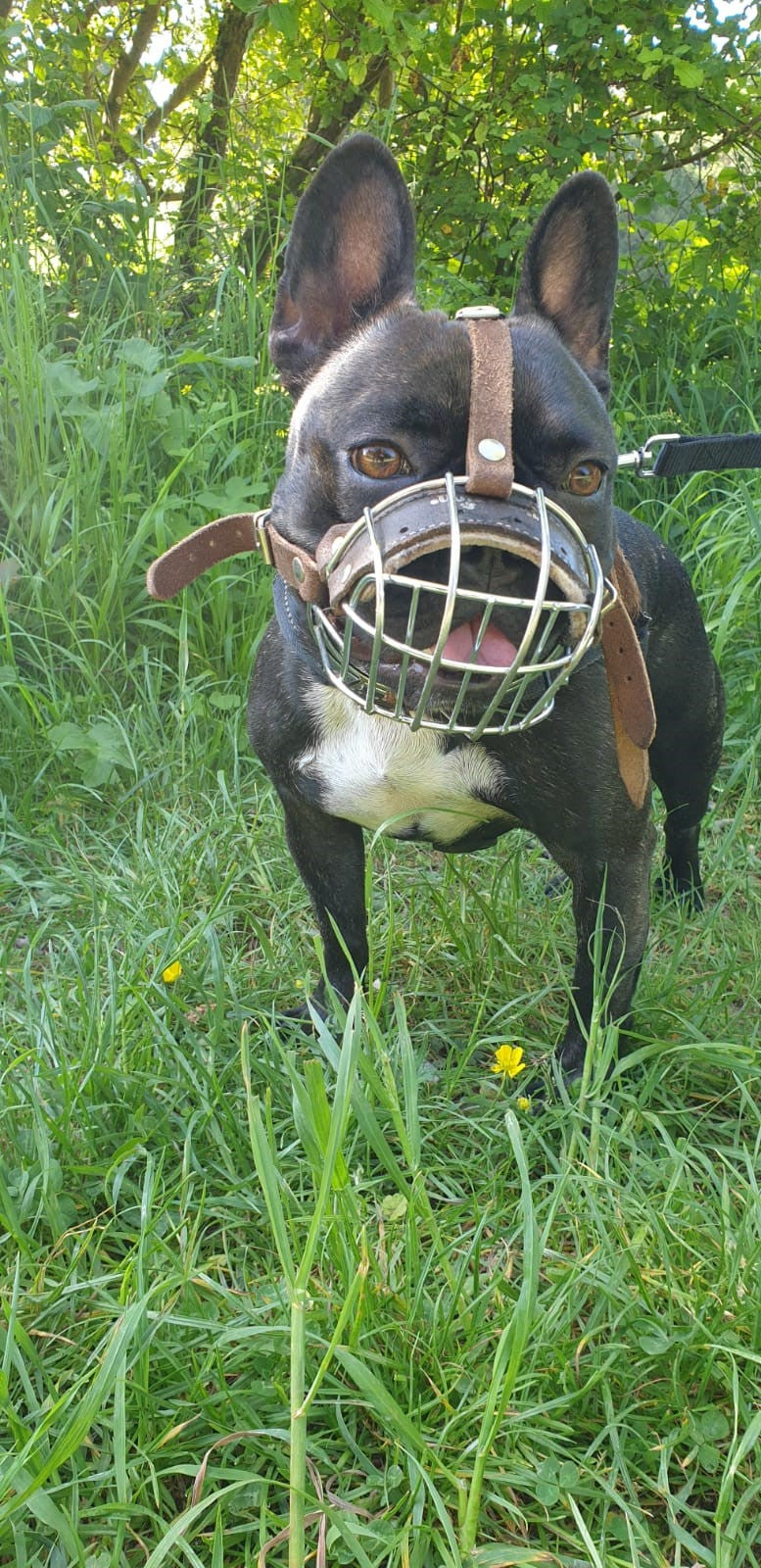 Brown Leather Metal Muzzle
