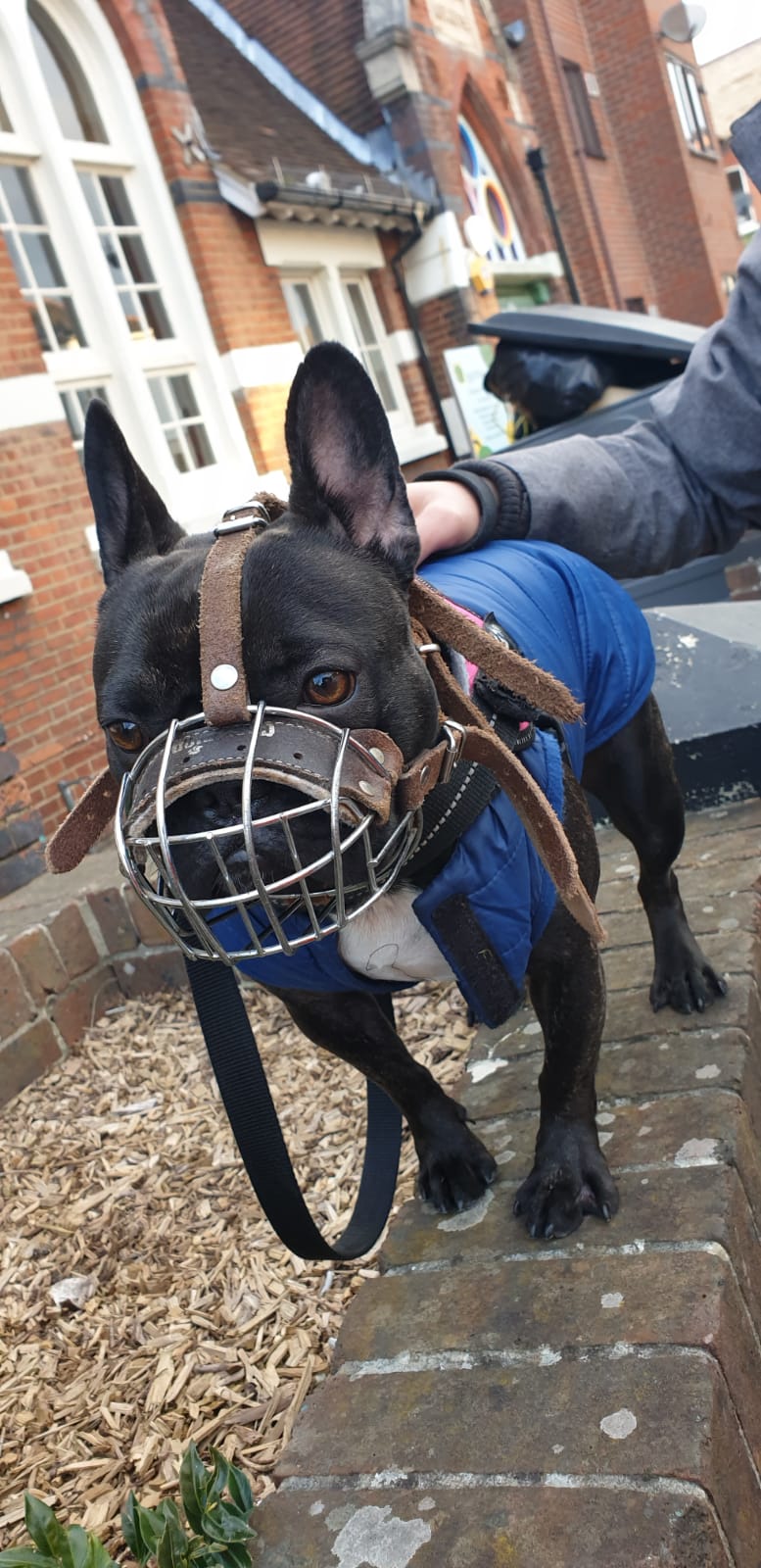 Brown Leather Metal Muzzle