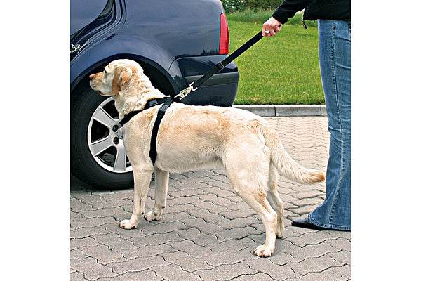 dog car lead