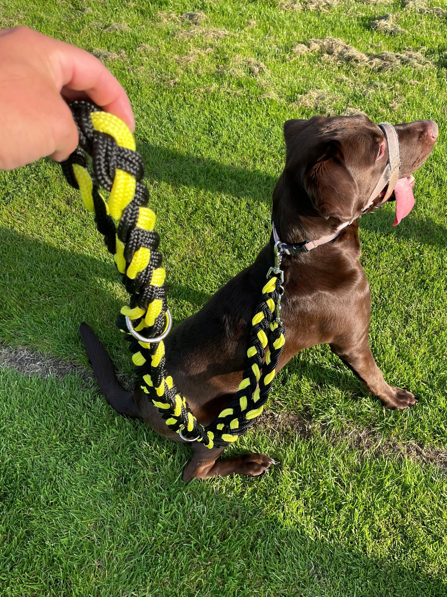 plaited dog lead