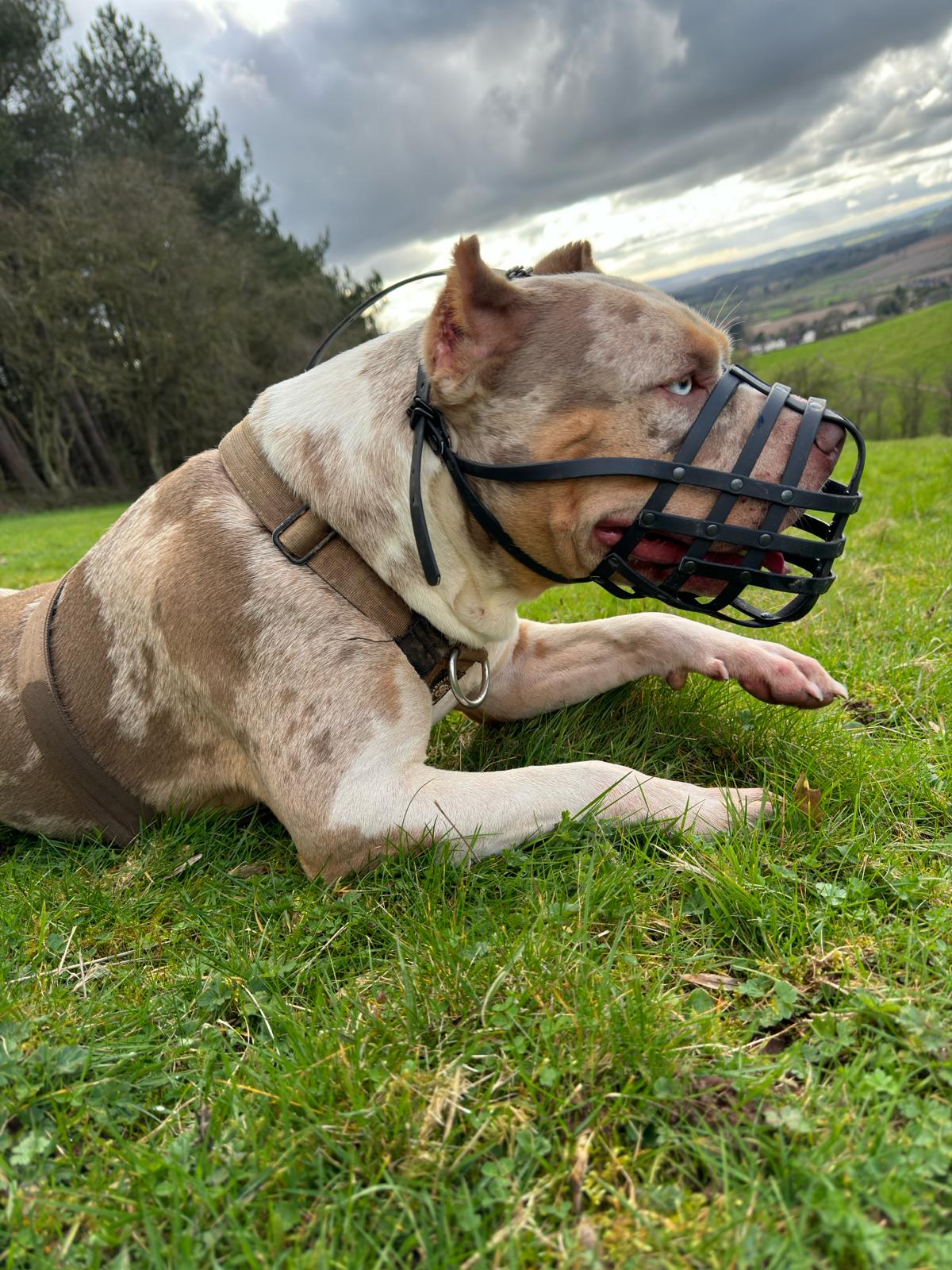 Black Webbing Muzzle