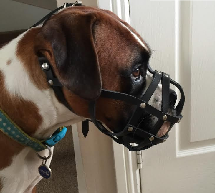 leather dog muzzle