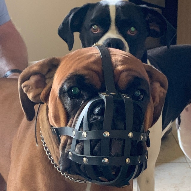 leather dog muzzle