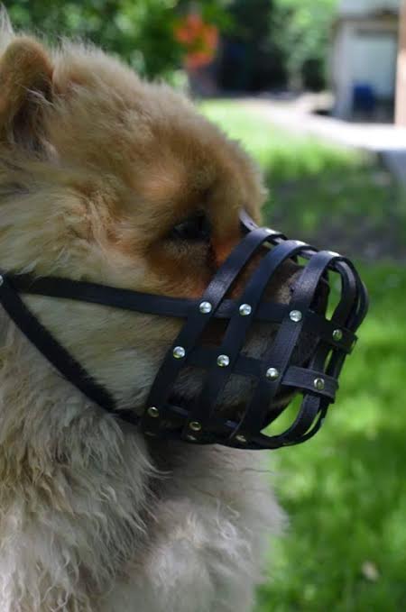 leather dog muzzle