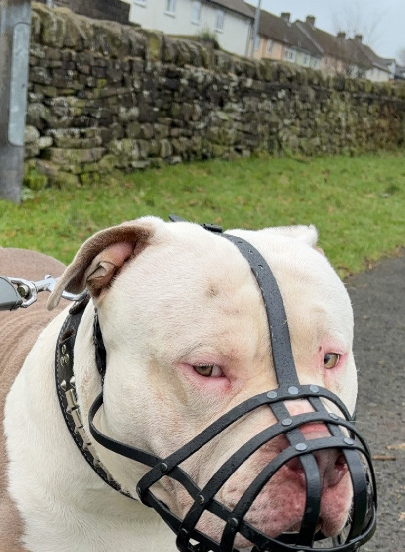 leather dog muzzle