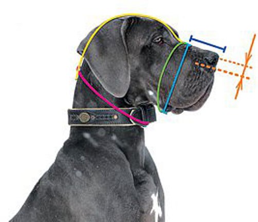 dog snout measuring diagram