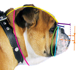 how to measure for a dog muzzle
