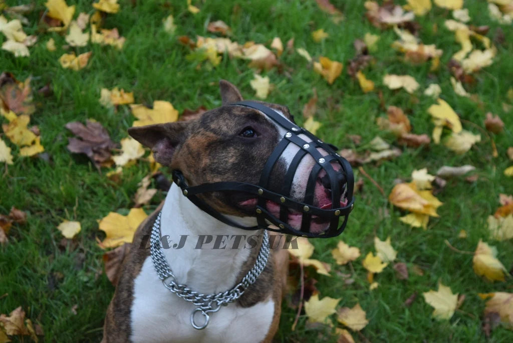 leather dog muzzle