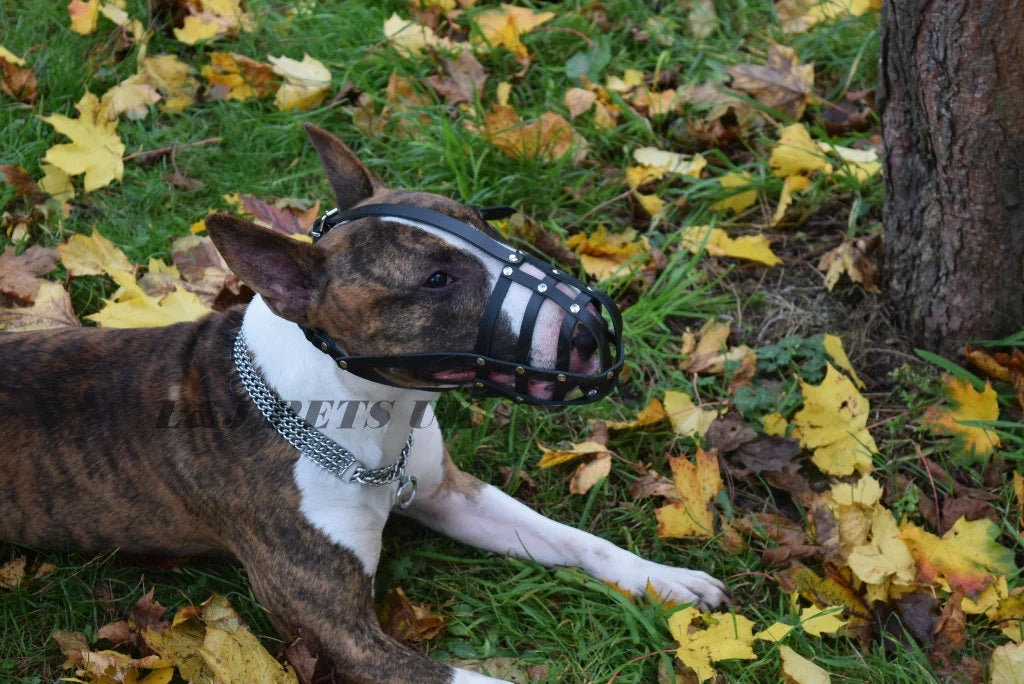 leather dog muzzle