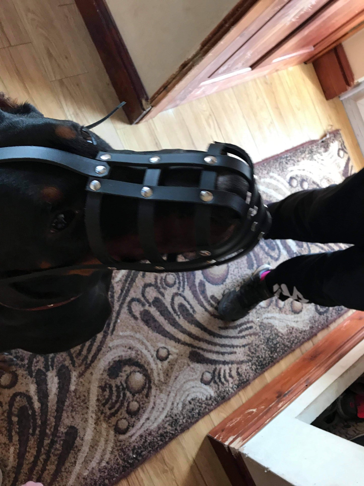 leather dog muzzle