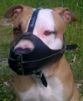 leather dog muzzle