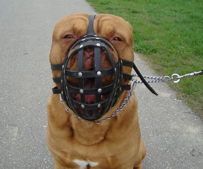 leather dog muzzle