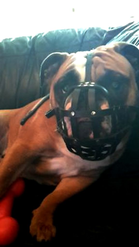 leather dog muzzle