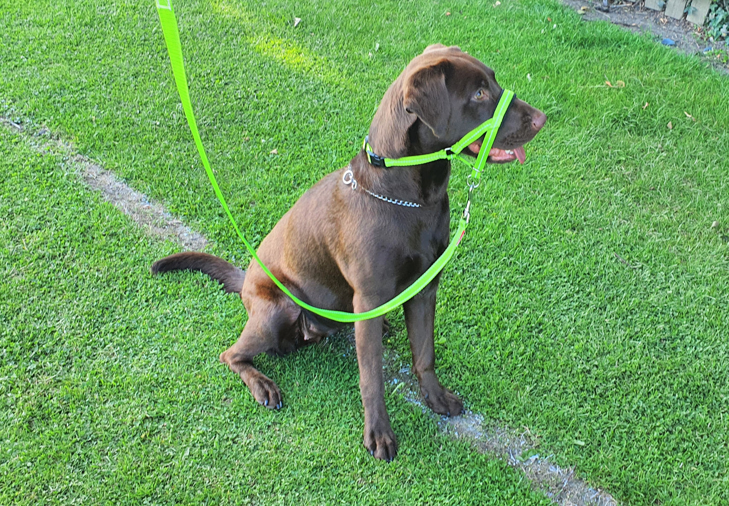 reflective head collar