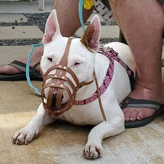 leather dog muzzle