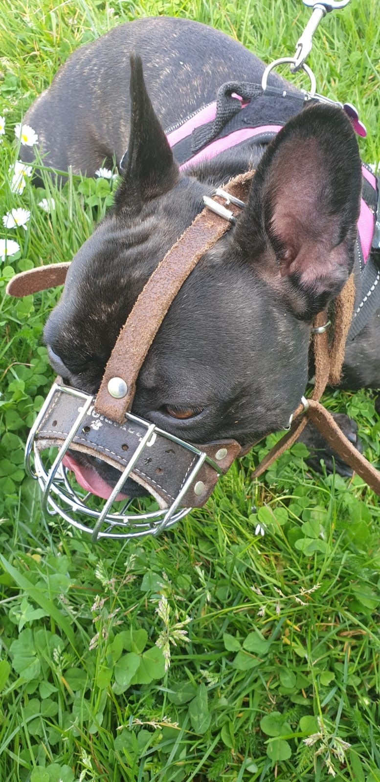 Brown Leather Metal Muzzle