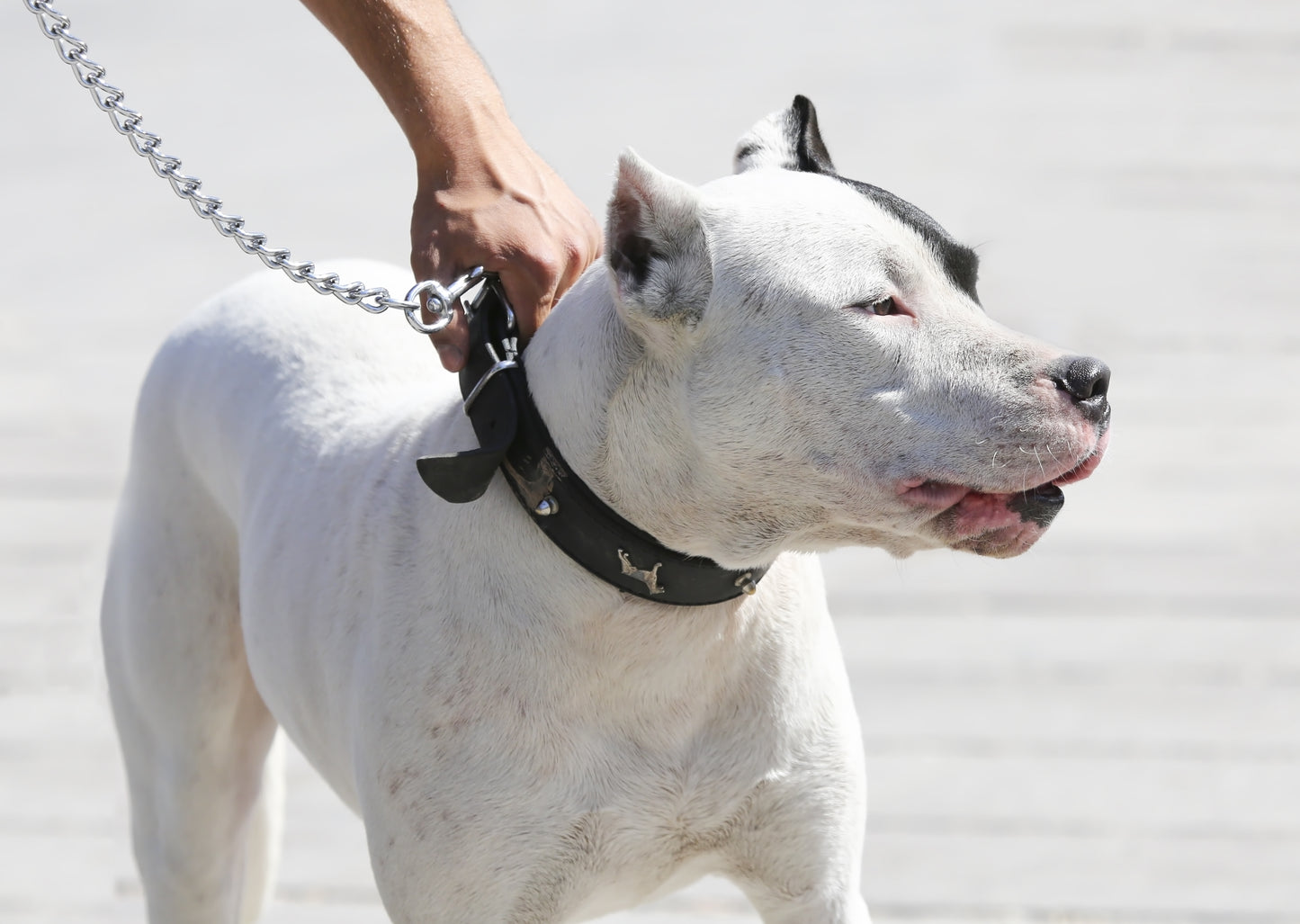 Leather & Metal Dog Lead | Strong Metal Dog Leash for Close Work and Behaviour Training