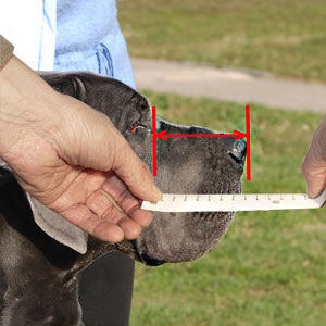dog snout measuring diagram