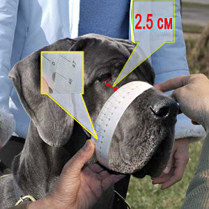 dog snout measuring diagram