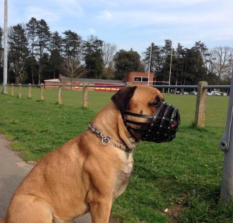 leather dog muzzle